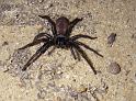 Missulena_occatoria_D7293_Z_89_on field_Australie